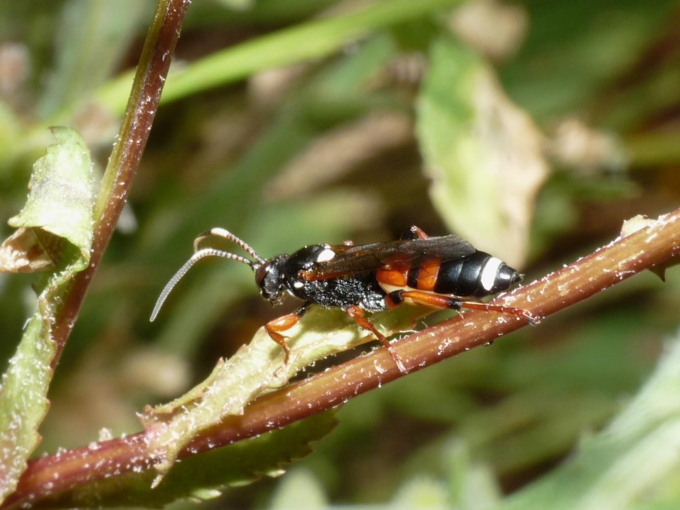 Ichneumon sarcitorius? S, femmina